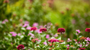 jardines comunitarios verano